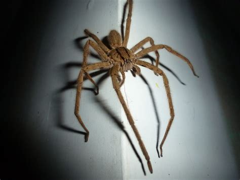 Harmless And Poisonous Spiders In Pennsylvania What Tops The List