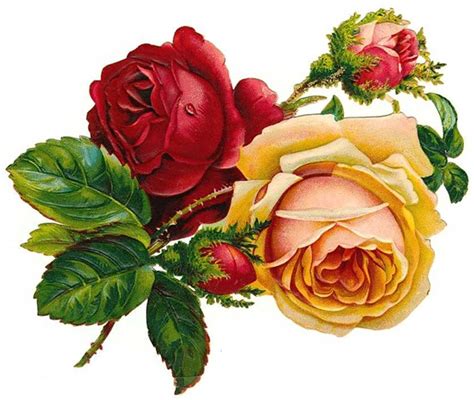 Roses Vintage Red Rose Clipart Clipartix