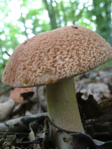 Bolete Id Request Mushroom Hunting And Identification Shroomery