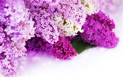 Fonds Décran Lilas Violet Et Pétales Blancs Fleurs Close