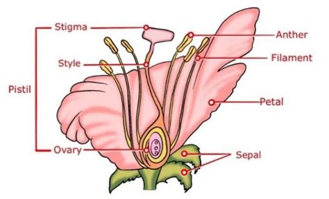 Science Class 10 Sexual Reproduction In Plants Upsc Note On Sexual Reproduction