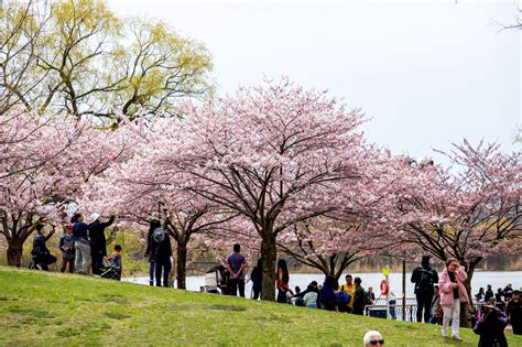 Heres When Toronto Can Expect To See Cherry Blossoms For 2023