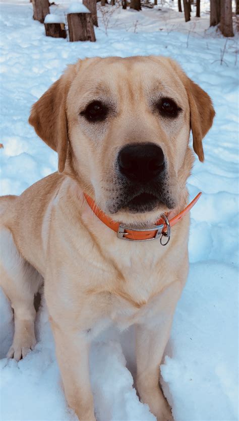 Peaches Asklar Labradors