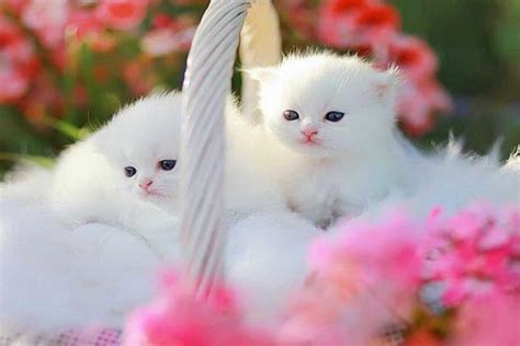 Cute kitty cat kitten.kitties cats kittens.cute kitty cat kitten. Kittens wallpaper ·① Download free stunning full HD ...
