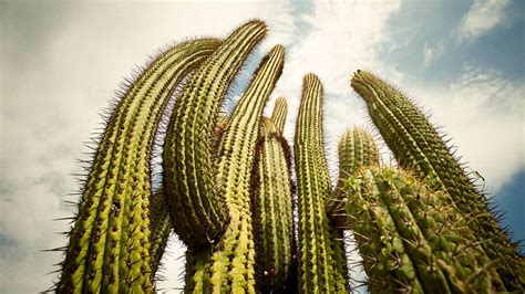 Officials Pure Napkin Cactus In Habitat Make Crab High Exposure