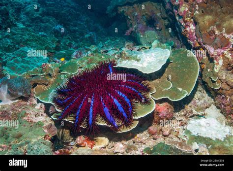 Crown Of Thorns Starfish Acanthaster Planci Next To A Patch Of Coral