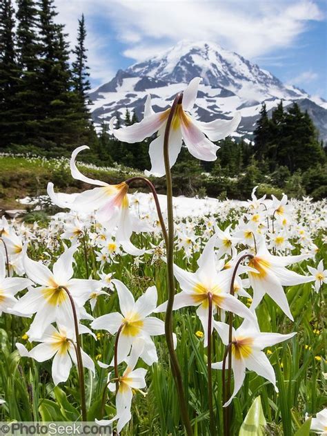 Wild Flowers Inspiration White Avalanche Lilies Bloom In Mount