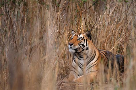 Tiger Kalyan Varma Photography