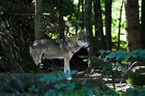 50 Kilometer vor Basel: Ging Wolf in die Fotofalle? | Basler Zeitung