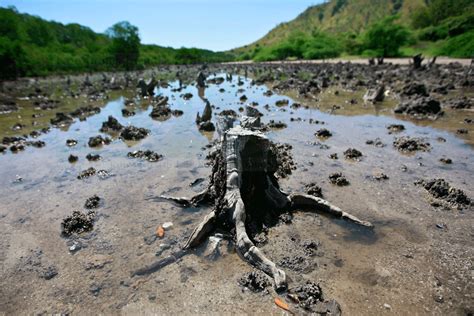 Pencemaran Dan Kerusakan Mangrove Wonorejo Parah Kjpl Indonesia