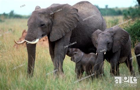 Zoology Mammals Proboscidea African Elephant Loxodonta Africana