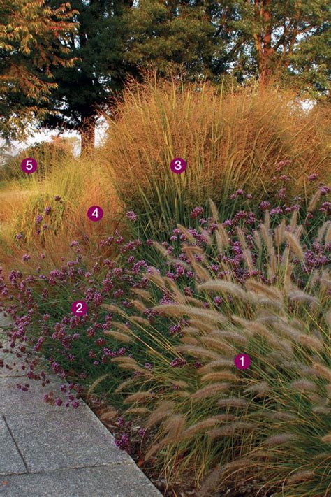 Great Combinations With Ornamental Grasses Finegardening In 2023