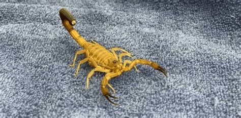 Video This Venomous Scorpion Was Found In A Bc Kitchen Prince
