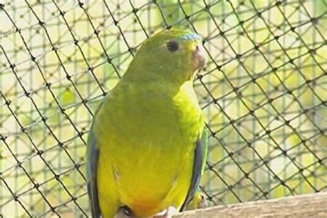 Fears For Endangered Parrot As Numbers Drop City Parrots