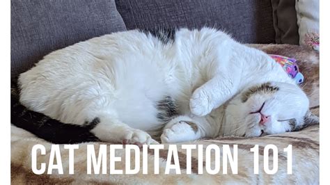 Cat Meditation 101 Beginner Lesson Youtube