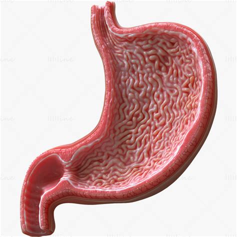 Human Stomach Cross Section 3d Model