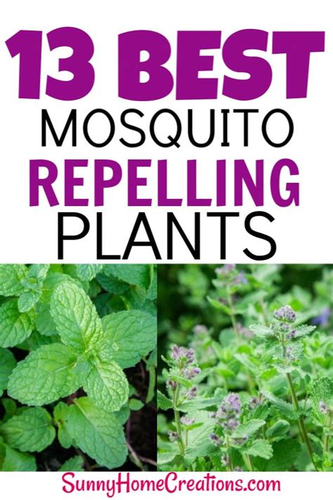 How much is pest control? Best Mosquito Repellant Plants for your backyard garden. Prevent mosquitos natura… | Mosquito ...