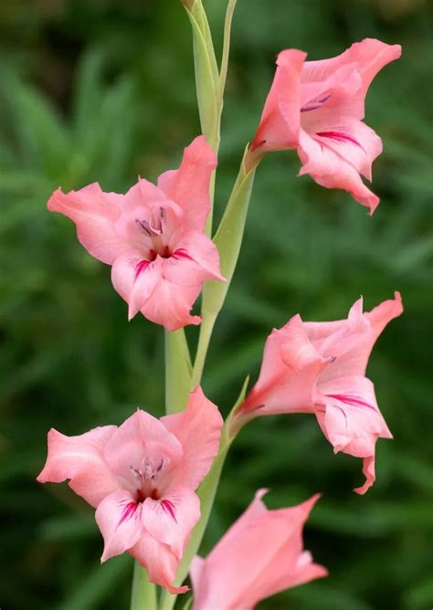 3 Packs 6 Of Pink Gladiolus Flowergladiolus Hybridus Hort Seeds A060