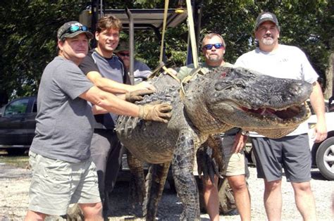 Record Mississippi Gator Nearly Flips Hunters Boat During 2 Hour Fight