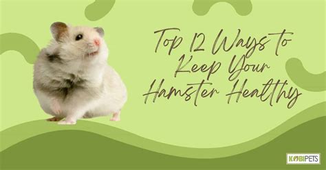 Top 12 Ways To Keep Your Hamster Healthy Kobi Pets