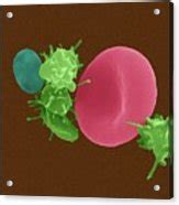 Activated And Non Activated Platelets Photograph By Dennis Kunkel Microscopy Science Photo Library