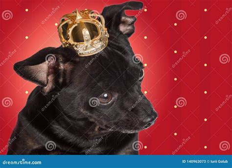 Chihuahua Dog With A Crown Stock Image Image Of Dignity 140963073
