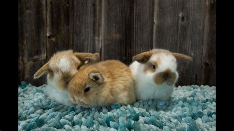Three Cute Baby Bunnies Playing Youtube