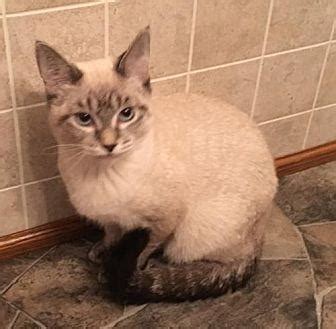Kittens may keep their beautiful blue eyes as siamese cats have them! Oskar Siamese Kitten Male for Sale in Forest Lake ...