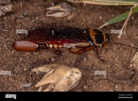 Australian Cockroach Of The Species Periplaneta Australasiae Laying