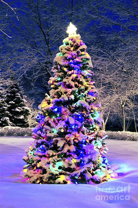 Christmas Tree In Snow Photograph By Elena Elisseeva