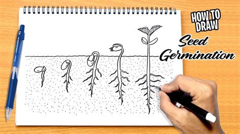 How To Draw Seed Germination Youtube