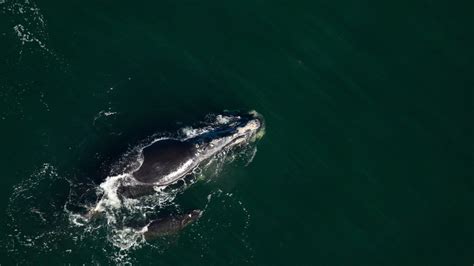 Wounded Right Whale Calf Spotted Off Georgia Coast Alarming