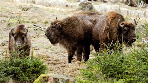 Wild Bison Killed After Wandering Across Border Into Germany - The New 