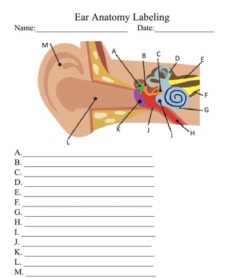 Ear Anatomy Worksheetquiztest Classful