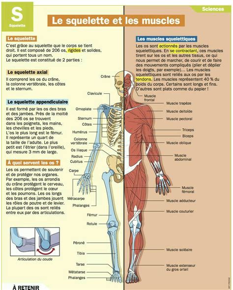 Ga French Teacher Teaching French Body Anatomy Human Anatomy Health