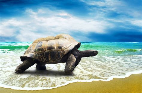 40 4k Ultra Hd Turtle Wallpapers Background Images