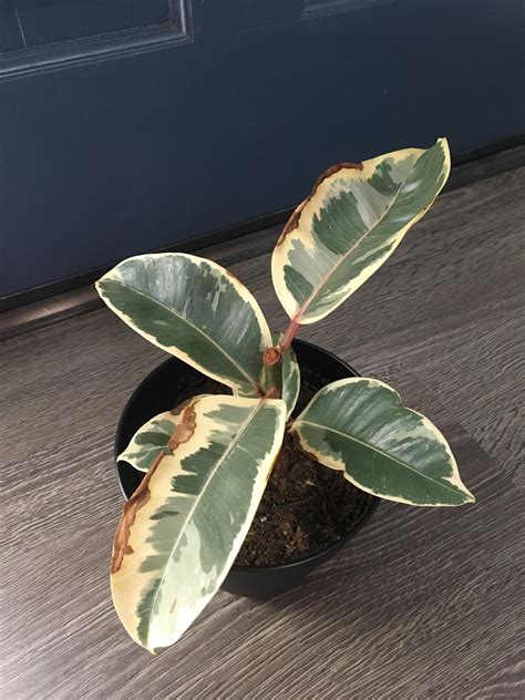 Help I Recently Got A Tineke Rubber Plant From Rtakeaplantleaveaplant