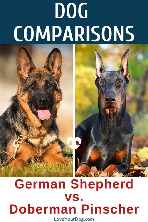 German Shepherd Vs Doberman Pinscher Breed Differences And Similarities
