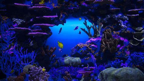 Coral Reef Stones Schooling Of Fish Underwater 4k Hd Nature Wallpapers