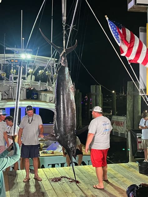 Fishing Teams Massive Marlin Disqualified Over Apparent Shark Bites Ktla