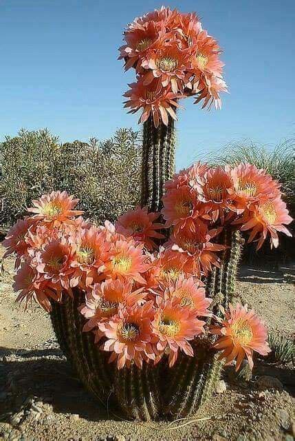 The desert botanical garden contains a variety of flowers from arizona wildflowers that grow along the trails to flowers on the cactuses and the first bloom in the berlin agave yucca forest. Pin on Arizona