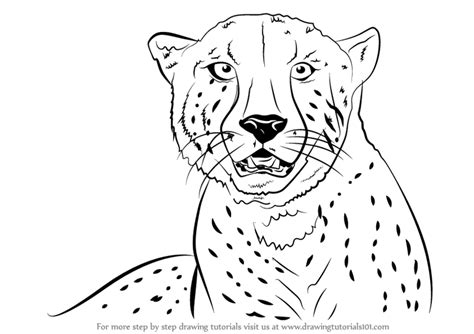 I've started with a great reference photo. Learn How to Draw a Cheetah's Face (Big Cats) Step by Step : Drawing Tutorials