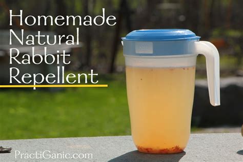 There are three types of these products: Homemade Natural Rabbit Repellent | PractiGanic ...