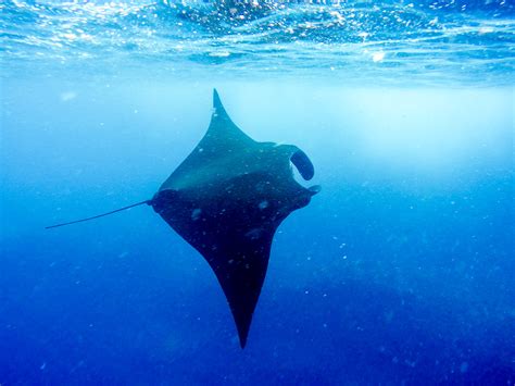 Manta Ray Snorkeling On Nusa Lembongan Bold Travel