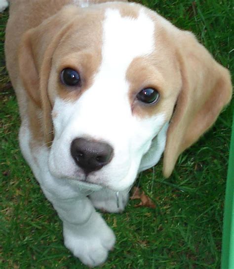 Beagle My Dog Breeders Part 99