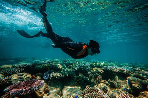 Snorkeling Tubbataha Exploring Palawans Coral Garden Of Eden