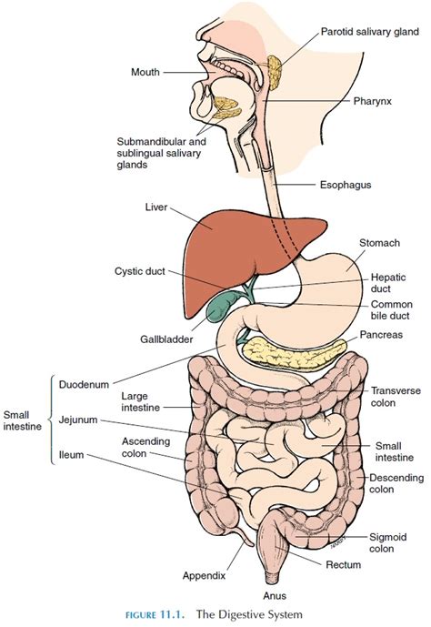 The appendix (or vermiform appendix) is a winding tube that attaches to. Large Intestine - Structure and Function of Digestive System