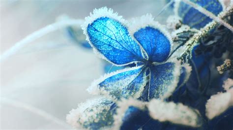 Die 64 Besten Frost Hintergrundbilder