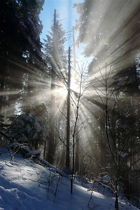 Free Images Tree Nature Branch Snow Light Night Sunlight Frost
