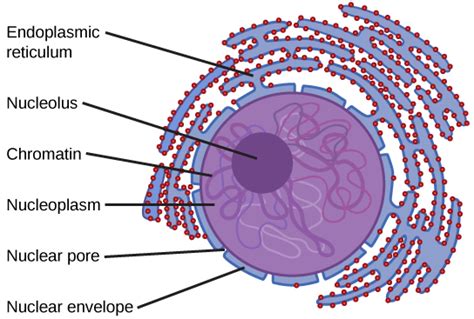 The Cytoplasm And Cellular Organelles Bio103 Human Biology